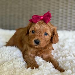 Ruby - Red female Cavapoo puppy in Hardin, Texas from Oodlesoflildoodles