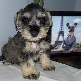 PINK - Salt and pepper female Miniature Schnauzer puppy in Lehigh Acres, Florida from Bertica's Miniature Schnauzers