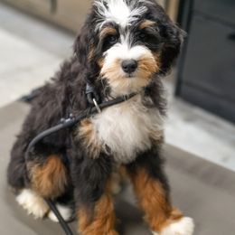 Bernedoodle Puppies from Down Home Doodle