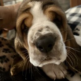 Girl 3 - Basset Hound puppy in Gilbert, Arizona from Redhead Hounds