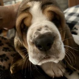 Girl 3 - Basset Hound puppy in Gilbert, Arizona from Redhead Hounds