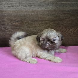 Girl 2 - Liver female Shih Tzu puppy in Meadows Of Dan, Virginia from Walt’s Shih Tzus