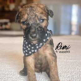 Remi - Wheaten male Whoodle puppy in Knoxville, Tennessee from Fleury Farm Doodles TN