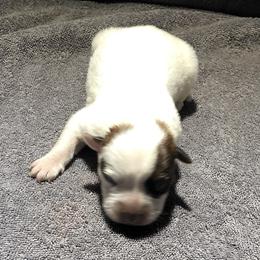 L65-06 - Red speckled female Australian Cattle Dog puppy in Sheridan, Oregon from 6pk Cattledogs