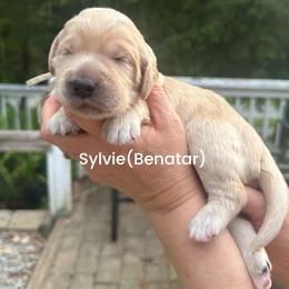 Benatar - Cream female Goldendoodle puppy in Prosperity, Pennsylvania from Stelladoodles & Company