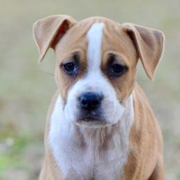 Copper - Red male American Staffordshire Terrier puppy in St. Augustine, Florida from LBK & Ancient City