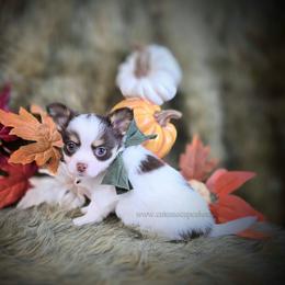 Reef - Chocolate and white male Chihuahua puppy in Piqua, Kansas from Cute As A Cupcake Chihuahuas