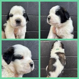 Teal - Mahogany and white female Saint Bernard puppy in Ladysmith, Wisconsin from Northwoods Saint Bernards