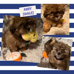 Andy - Lhasa Apso puppy in Oklahoma from Lhasa Apso OKC