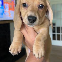 Storm - Dapple female Dachshund puppy in Mc Donough, Georgia from L & J Kennel