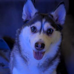 Maya - Pomsky