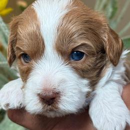 Stone - Blenheim male Cavapoo puppy in Yuciapa, California from AlltheDoodlez_