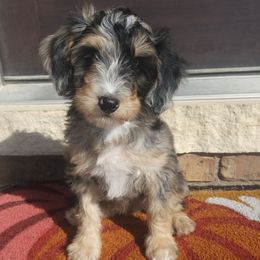 Pixy - Blue merle female Aussiedoodle puppy in Farley, Iowa from Iowa's Doodle Co.