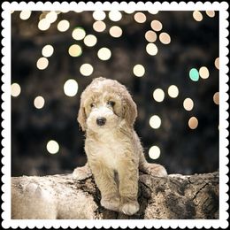 Goldendoodles from Estrella Elite Doodles