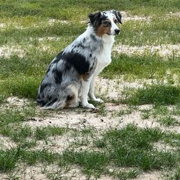 Freya - Australian Shepherd