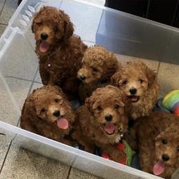 Simba - Red  male Poodle puppy in Hazel Crest, Illinois from Polina Walker's Poodles