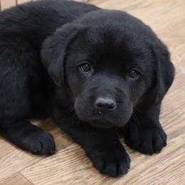 Avalanche - Black male Labrador Retriever puppy in Camden, Indiana from Camden's Caring Canines