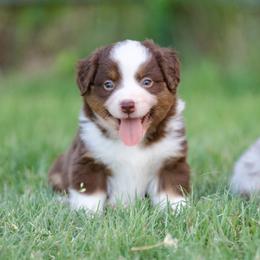 Bluegrass - Red tri-color male Miniature American Shepherd puppy in Stephenville, Texas from Diamond H Aussies