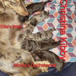 Elli Mae - Dachshund