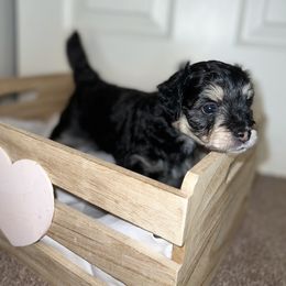 Goldendoodle, Havapoo, Labradoodle, and Springerdoodle Puppies from Oregon Valley Pups