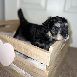 Goldendoodle, Havapoo, Labradoodle, and Springerdoodle Puppies from Oregon Valley Pups