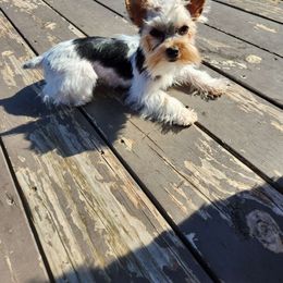 Blue - Yorkshire Terrier