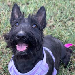 Scottish Terrier puppies from Stamper K9’s