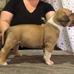 American Bully Puppies from Shooting Star Bullies