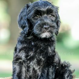 Goldendoodle Puppies from Ruby Doodles of Louisiana