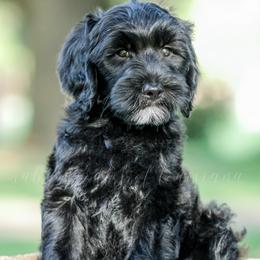 Goldendoodle Puppies from Ruby Doodles of Louisiana