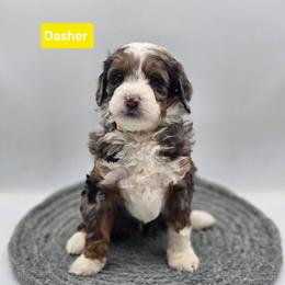 Dasher- Yellow collar - Blue merle female Bernedoodle puppy in Summerville, South Carolina from Channys Doodles