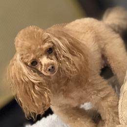 Sunny - Poodle