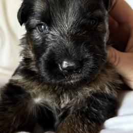 Rex - Black and red male German Shepherd puppy in Johnstown, Ohio from Vom Haus Neufus