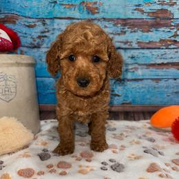 Walker - Red  male Poodle puppy in Lebanon, Missouri from Perkins Pups