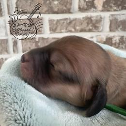 Boy 2 - Cream male Dachshund puppy in Pulaski, Tennessee from Billboard Doxies