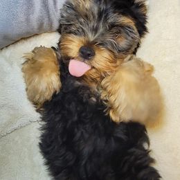 Baby boy - Black and tan male Yorkshire Terrier puppy in Jacksonville, Florida from Yorkieology