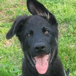 Boy 4 Green collar - Bi-color German Shepherd puppy in Double Springs, Alabama from Sunset Ranch and Kennel