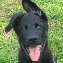 Boy 4 Green collar - Bi-color German Shepherd puppy in Double Springs, Alabama from Sunset Ranch and Kennel