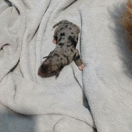 Tysen - Merle male Goldendoodle puppy in Pleasant Hill, Iowa from Courtney Nicole's Mal Shihs & Goldendoodles