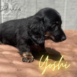 Dachshund Puppies from Camacho_Dachshunds