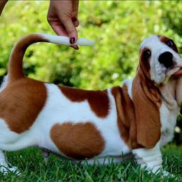 Duece - Mahogany and white male Basset Hound puppy in Pollock, Missouri from Northstar