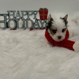 Kazen - Parti male Yorkshire Terrier puppy in Benton, Illinois from Furry Tailz Yorkies