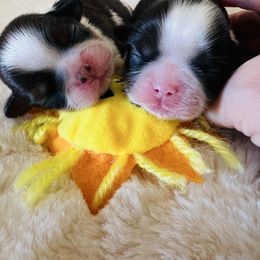 Girl 2 - Gold and white female Shih Tzu puppy in Paso Robles, California from Encanto Shih Tzus by Darlene Madrigal