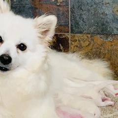 Starry - American Eskimo Dog