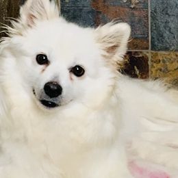 Starry - American Eskimo Dog