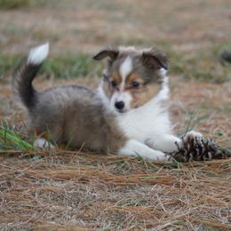 Pomsky, Shetland Sheepdog, and Toy Shetland Sheepdog Puppies from Mountain High Kennels