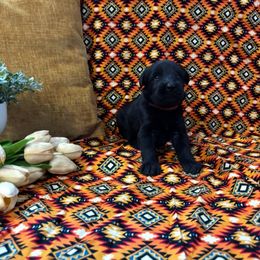 Girl - Black female Giant Schnauzer puppy in Many, Louisiana from Toledo Bend Giants Vom Zitronen