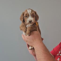 Dill-yellow - Apricot male Goldendoodle puppy in South Jordan, Utah from Lucky Doodle Pups