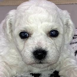 Puppy - White male Bichon Frise puppy in Greenville, South Carolina from Almaza Bichons