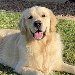 Pablo - Golden Retriever